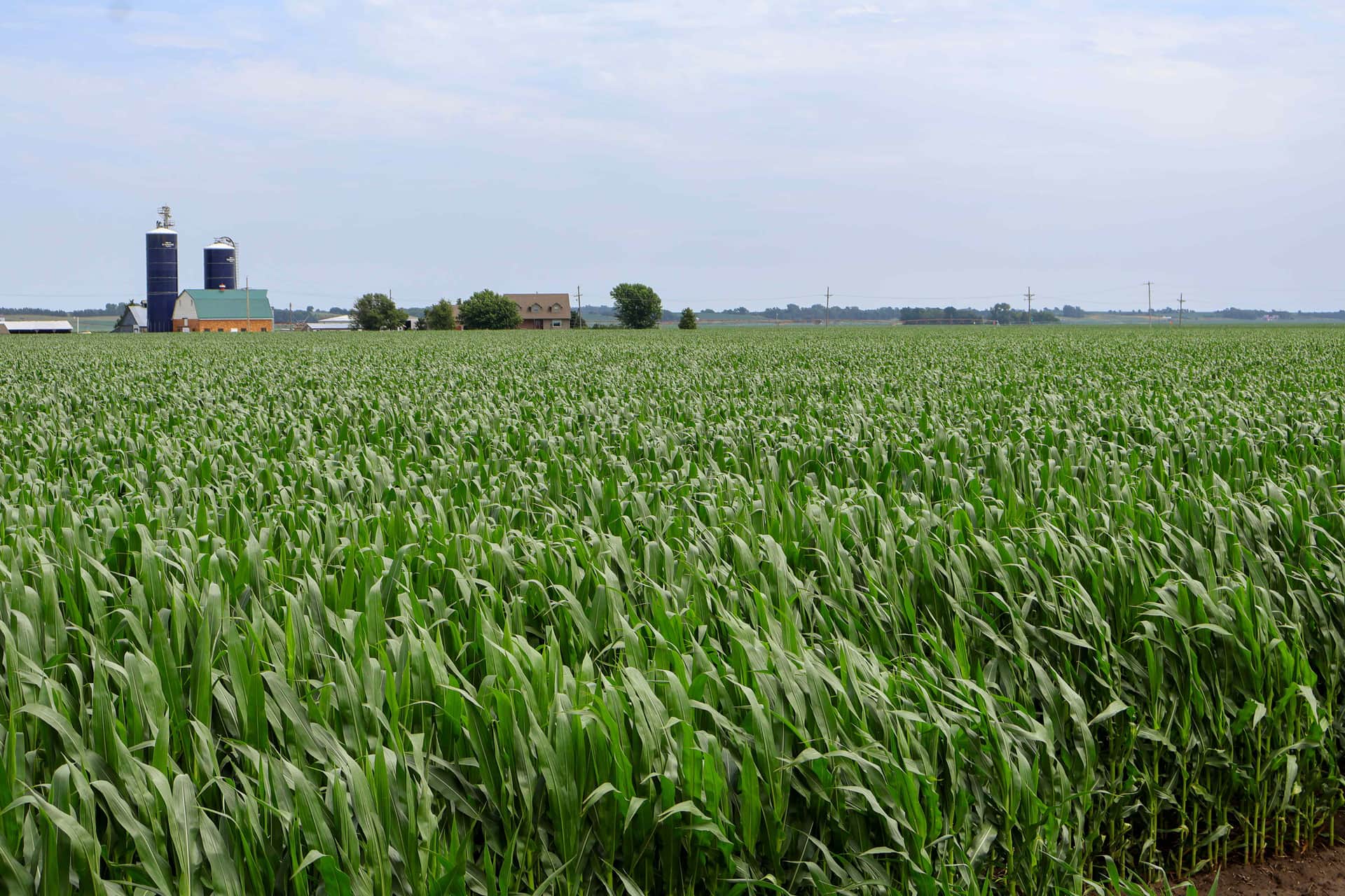 A lush green Nebraska cornfield stretching to the horizon, with a farmstead of navy grain silos, a barn, and a farmhouse in the distance under a hazy blue sky.
