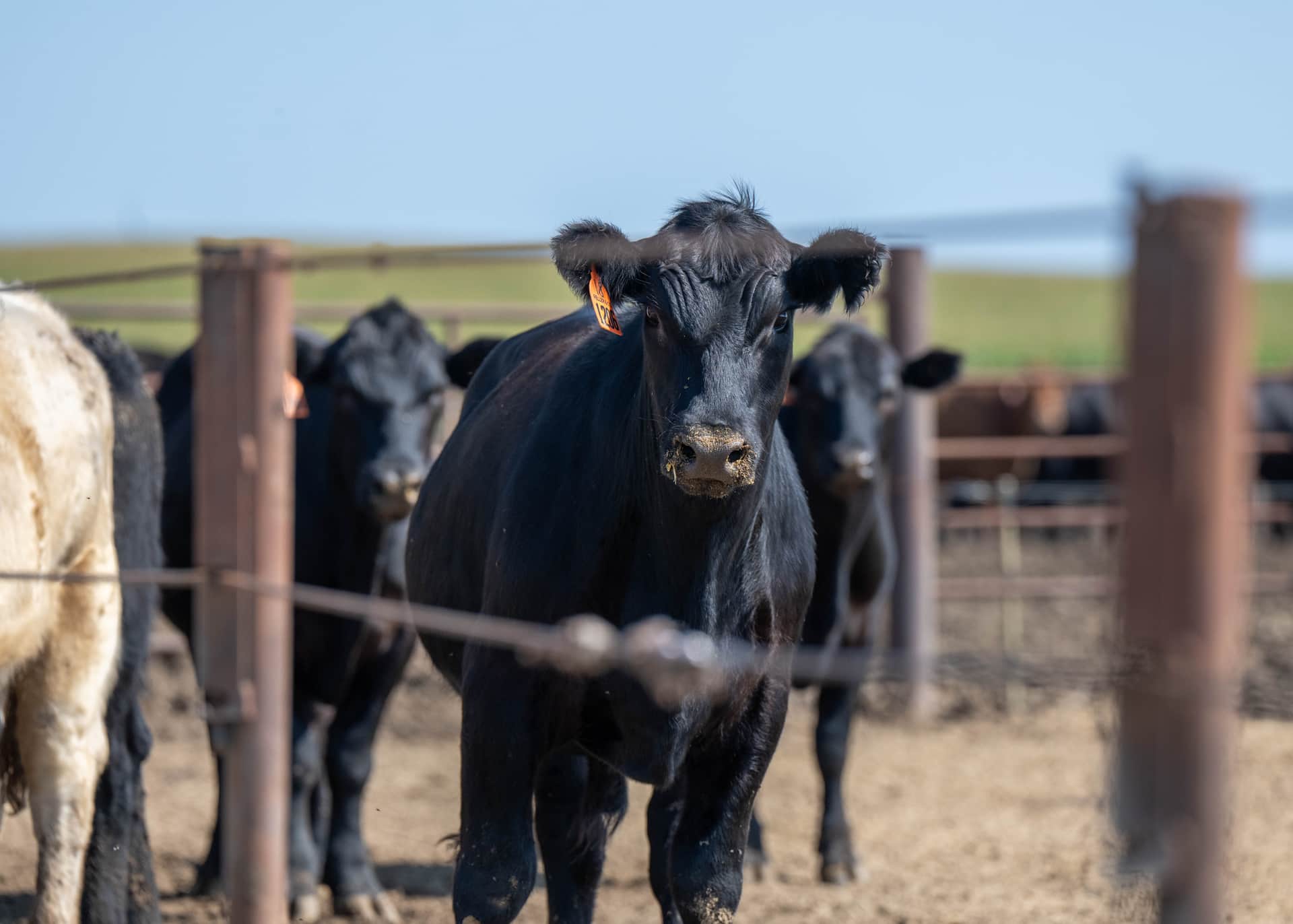 A black Angus cow with an orange ear tag looking directly at the camera in a feedlot pen, with other cattle behind it and green pasture under a blue sky beyond.