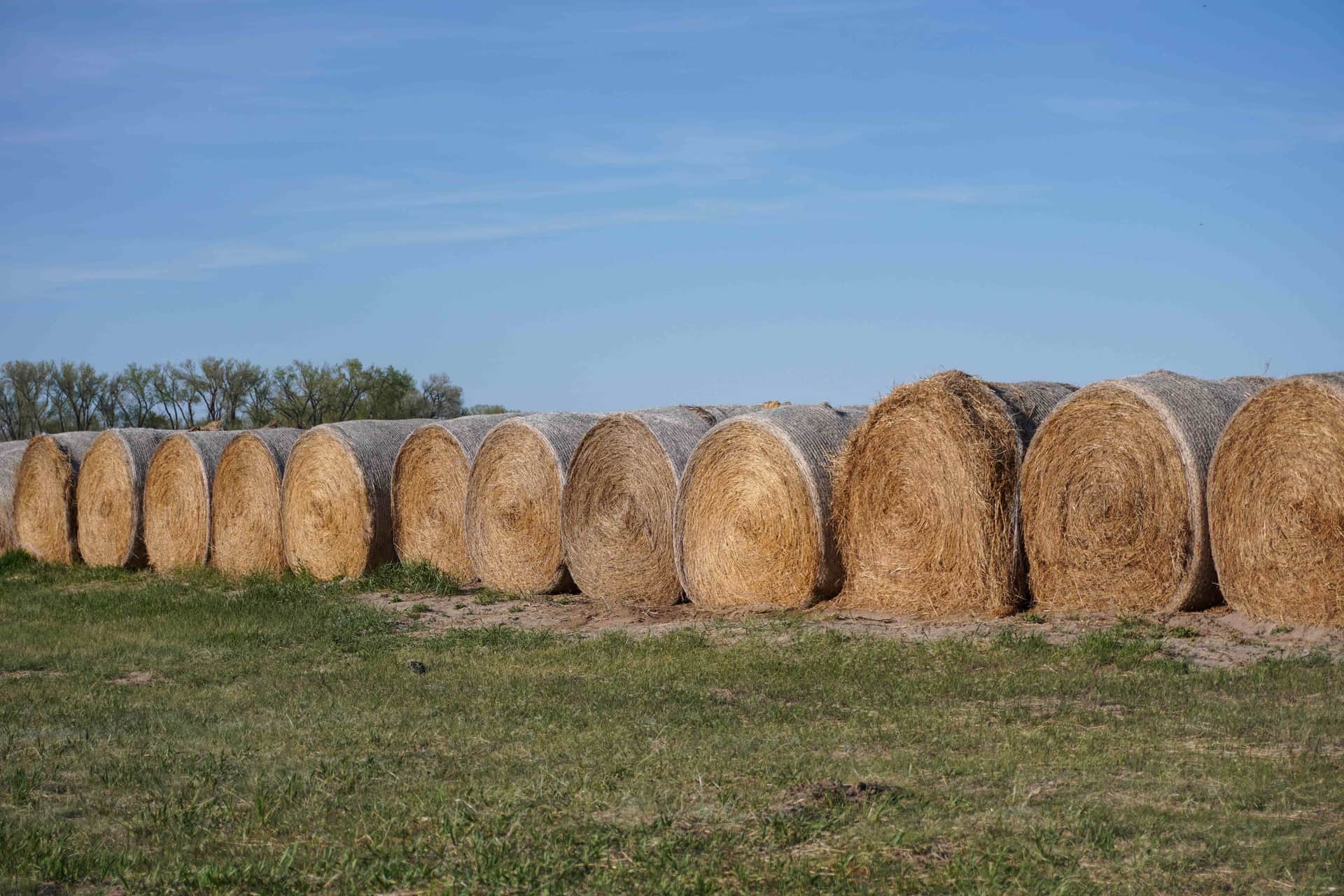 A long row of large round hay bales lined up across a grassy Nebraska field under a blue sky, with a treeline on the horizon.