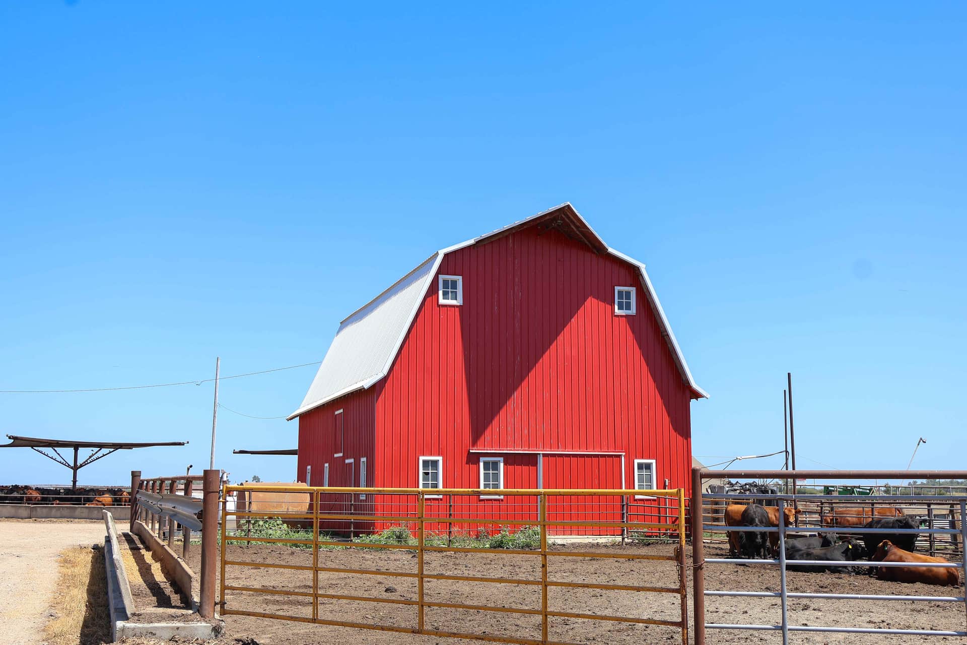A classic red gambrel-roofed barn with white-trimmed windows under a clear blue sky, with Angus cattle in the adjacent feedlot pens behind steel gates.