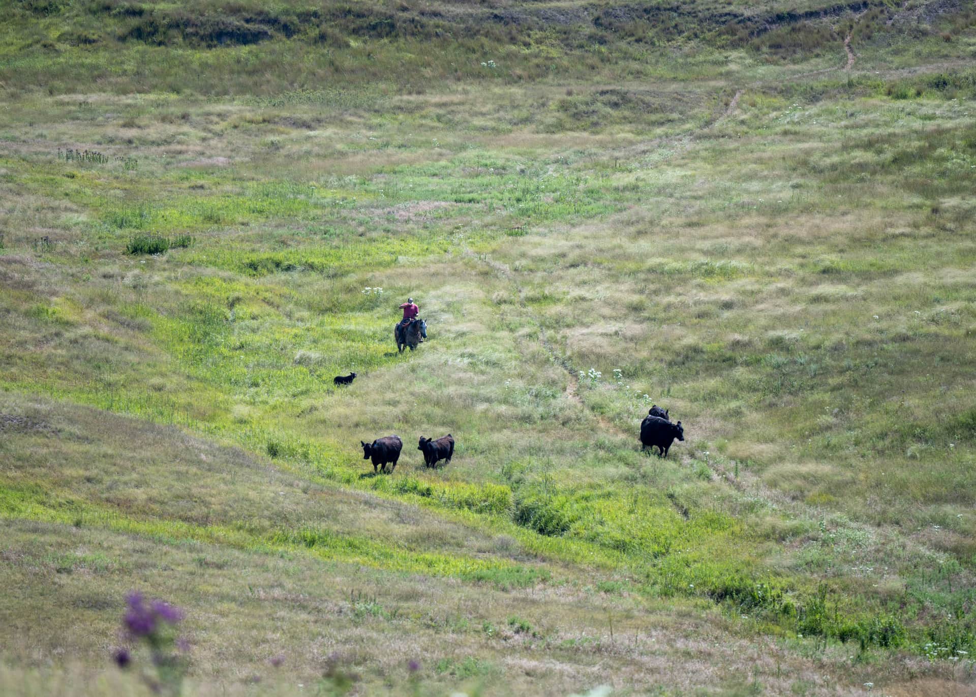 A rancher on horseback with a herding dog moving black Angus cattle along a grassy draw through green rolling Nebraska Sandhills pasture.